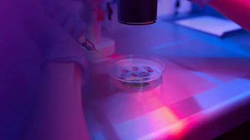 Laboratory professional in a laboratory setting looking at samples in a petri dish.